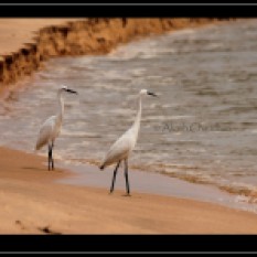 Birds by the beach